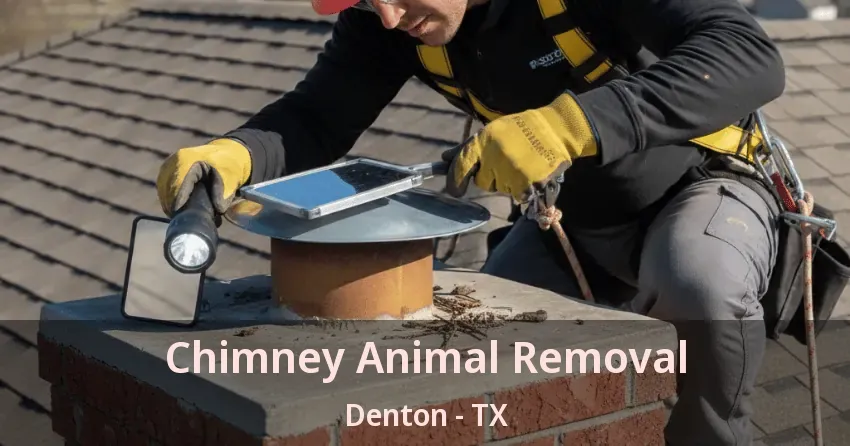 Chimney Animal Removal Denton - TX